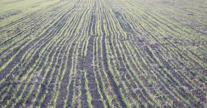 A száraz hideg kárt okozhat az őszi gabonában